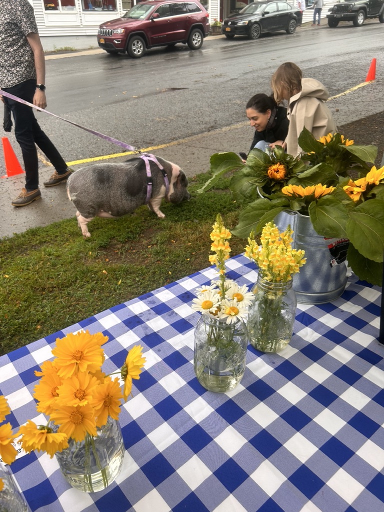 pig visiting next to a farm stand