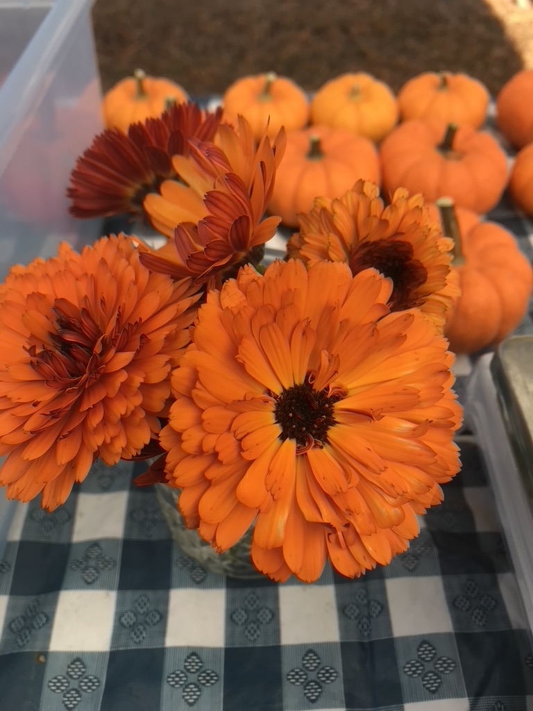 flowers and pumpkins on a checkered table