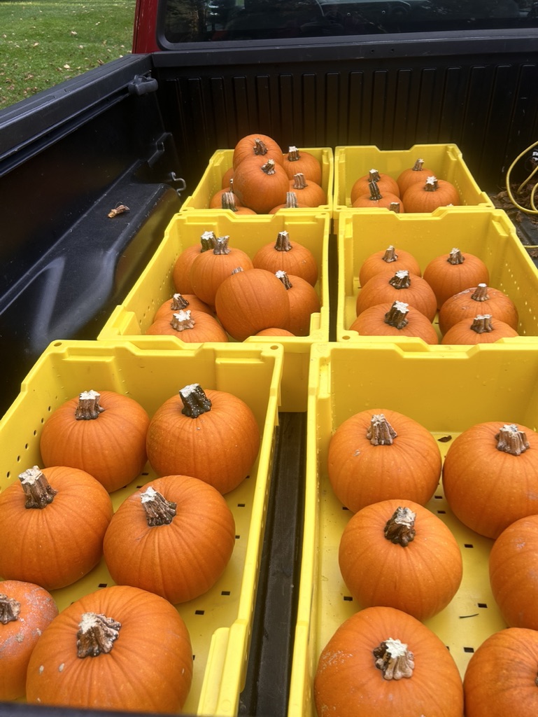 Pumpkins in bins